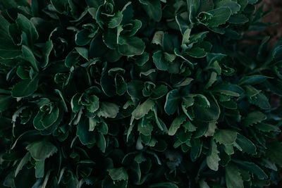 Close-up of fresh green leaves