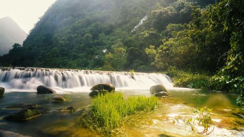 Scenic view of waterfall in forest