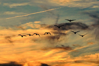 Low angle view of silhouette birds flying against cloudy sky during sunset