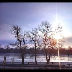 Sun shining through bare trees