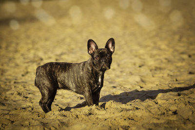 Portrait of black dog standing on sand