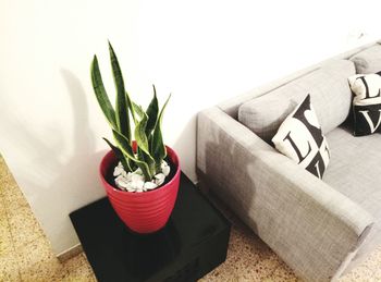 High angle view of potted plant by sofa at home