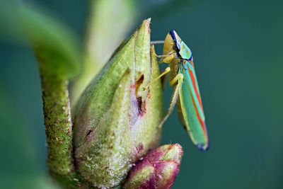 Close-up of insect on leaf