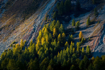 Panoramic view of pine trees in forest