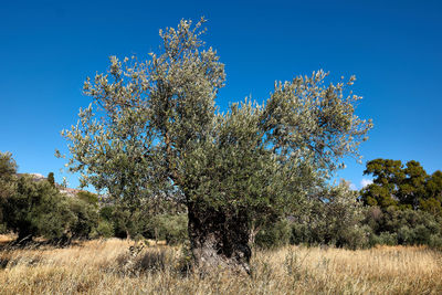 Low angle view of flowering trees against clear blue sky