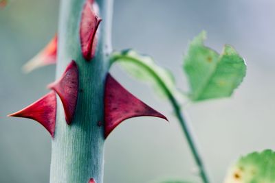 Close-up of red flower