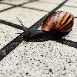 Close-up of snail