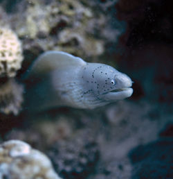 White moray eel of the red sae