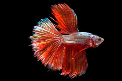 Close-up of fish swimming in aquarium