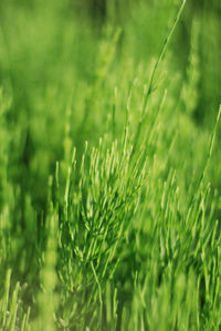 Close-up of green leaves on field