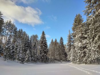 Snow covered pine trees in forest against sky