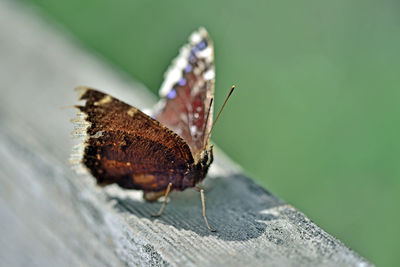 Close-up of butterfly