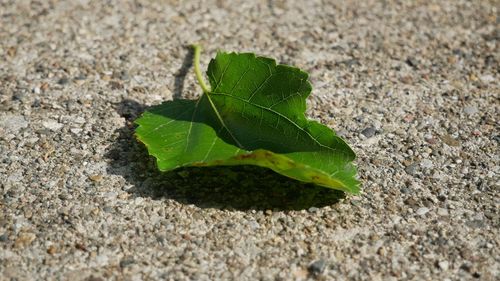 High angle view of small plant on land