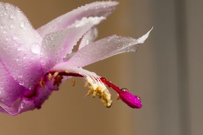 Close-up of wet flower