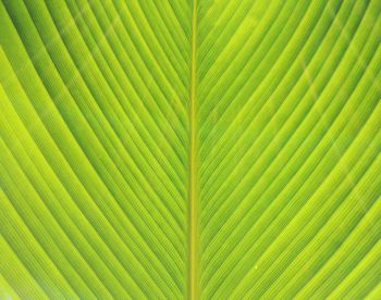 Full frame shot of palm leaf