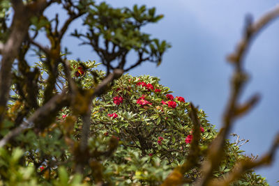 Low angle view of flowering plants on tree