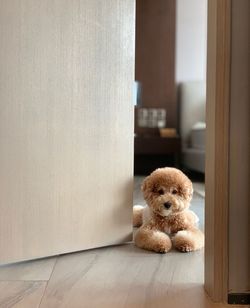 Portrait of dog on floor at home