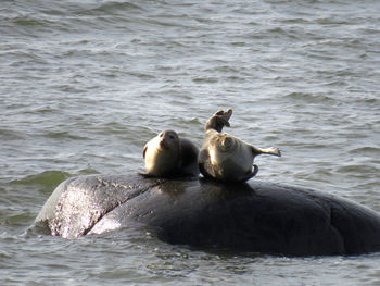 Ducks swimming in sea