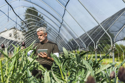 Farmer with tablet pc examining artichoke in greenhouse on sunny day