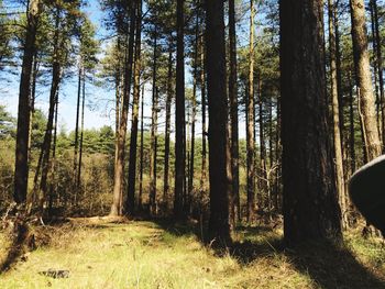 Trees in forest