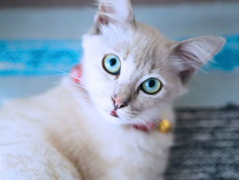 Close-up portrait of a cat