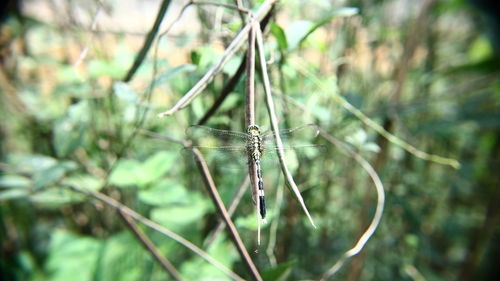 Close-up of insect