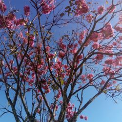 Low angle view of cherry blossoms against sky