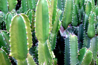 Close-up of succulent plant