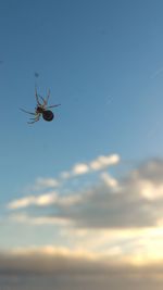 Low angle view of spider in the sky