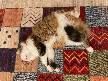 Cat sleeping on floor