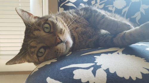 Portrait of cat lying on bed