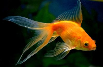 Close-up of fish swimming in aquarium