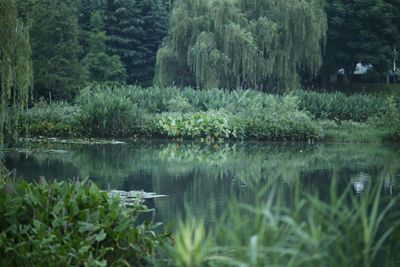 Scenic view of lake in forest