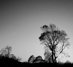 Low angle view of silhouette bare trees against clear sky