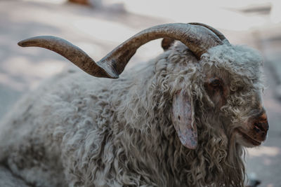 Big goat relaxing in the sun