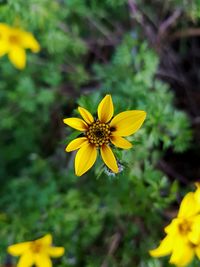 Close-up of yellow sunflower blooming outdoors