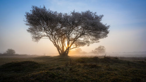 Tree on field against sky during sunset