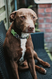 Close-up portrait of dog sitting outdoors