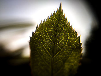 Close-up of maple leaf