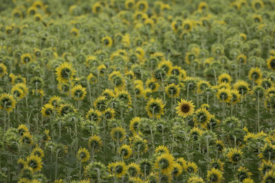 Full frame shot of sunflower field