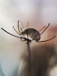 Close-up of insect on plant