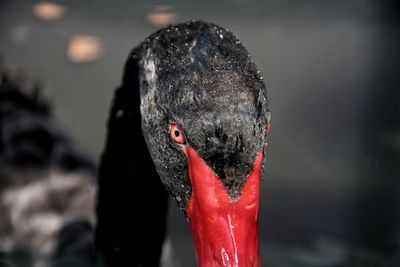 Close-up of black swan