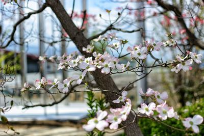 Close-up of cherry blossoms in spring