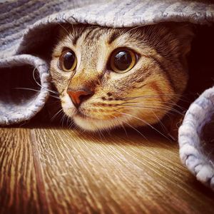 Close-up portrait of a cat