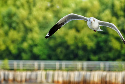 Seagull flying