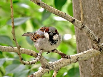 Bird perching on branch