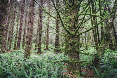 Trees in forest