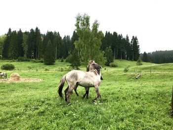 Horses in the thüringer forest