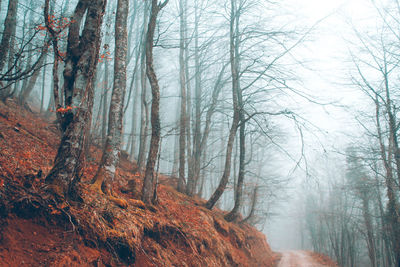 Path through beech forest in winter, council of quirós, asturias, northern spain.