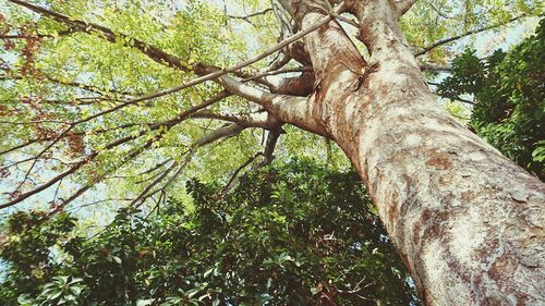 Low angle view of trees in forest